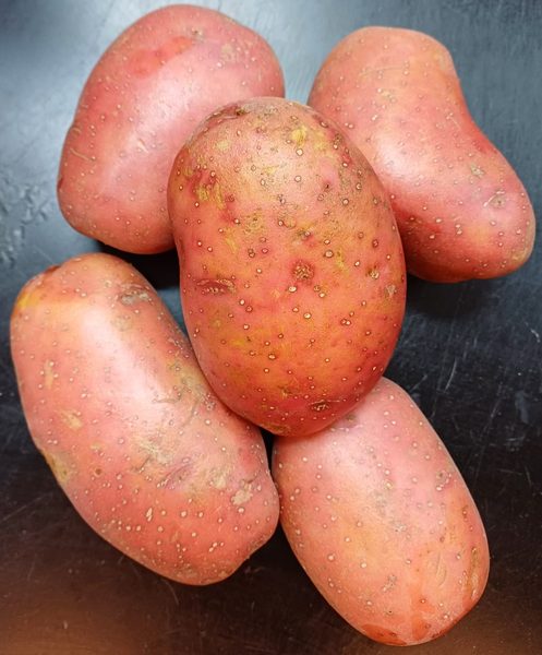 Mude Aalu / Red Mountain Potato