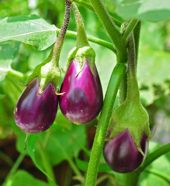 Brinjal / Bhanta / Eggplant