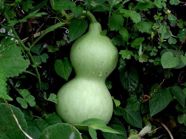 Lauka / Bottle Gourd