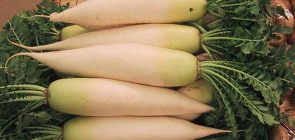 Radish / Mula
